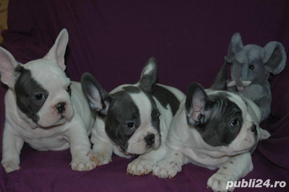 Pui de buldog bulldog francez alb blue/alb albastru/alb gri