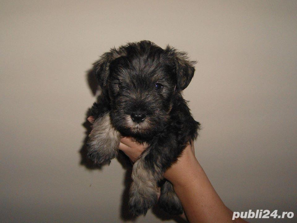 Pui de schnauzer sare si piper!!