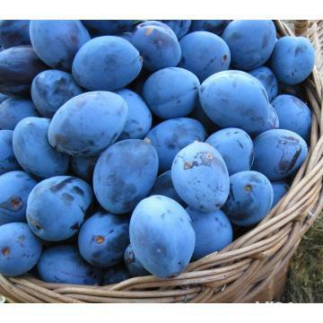 Tuica de prune sau de mere