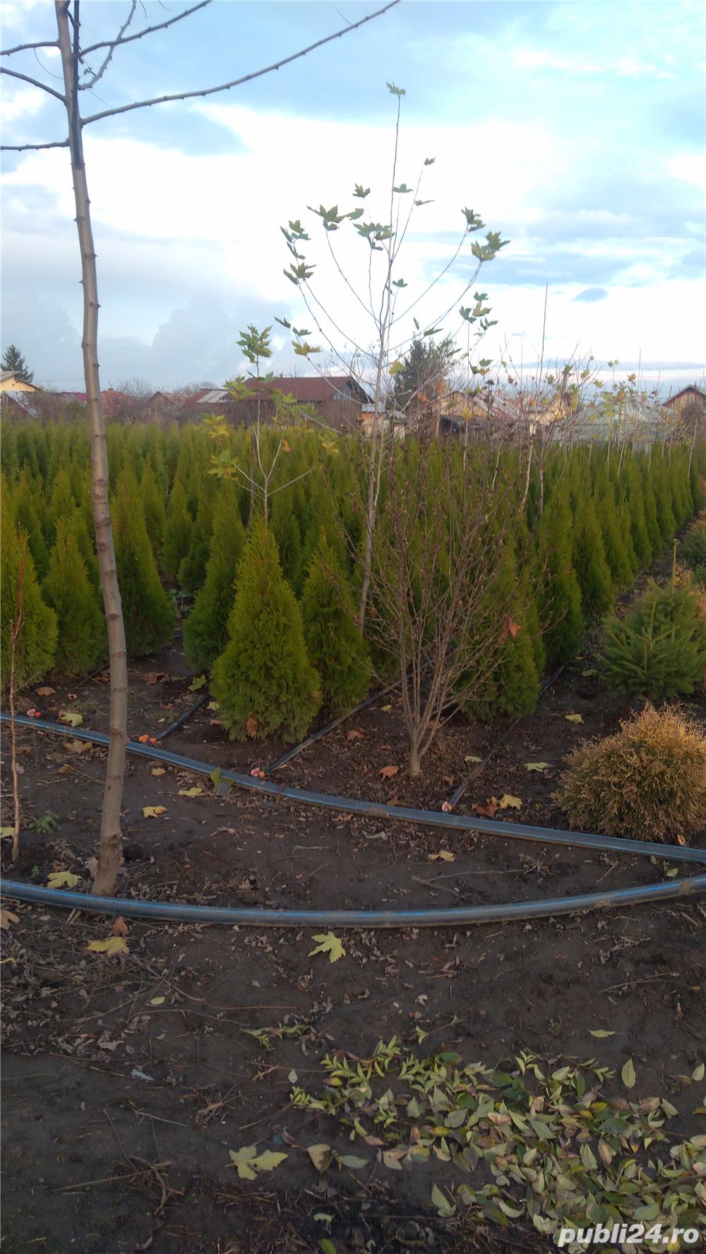 Vind tuia,buxus.ligustrum, iasomie,hibiscus,ienupar