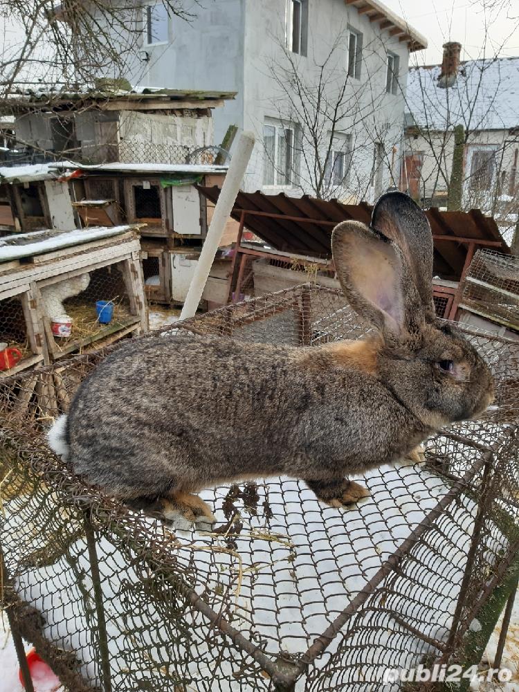 Iepuri uriaș gri german californian  si neozeelandez alb Iepuri uriaș gri german californian  si neozeelandez alb