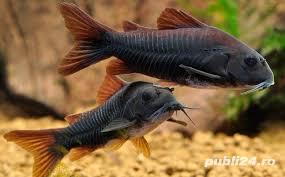 Vand corydoras, hypancistrusi, creveti