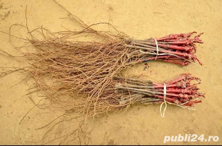 Vita de vie calitatea I soiuri garantate 