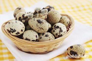 OUĂ prepeliță proaspete 