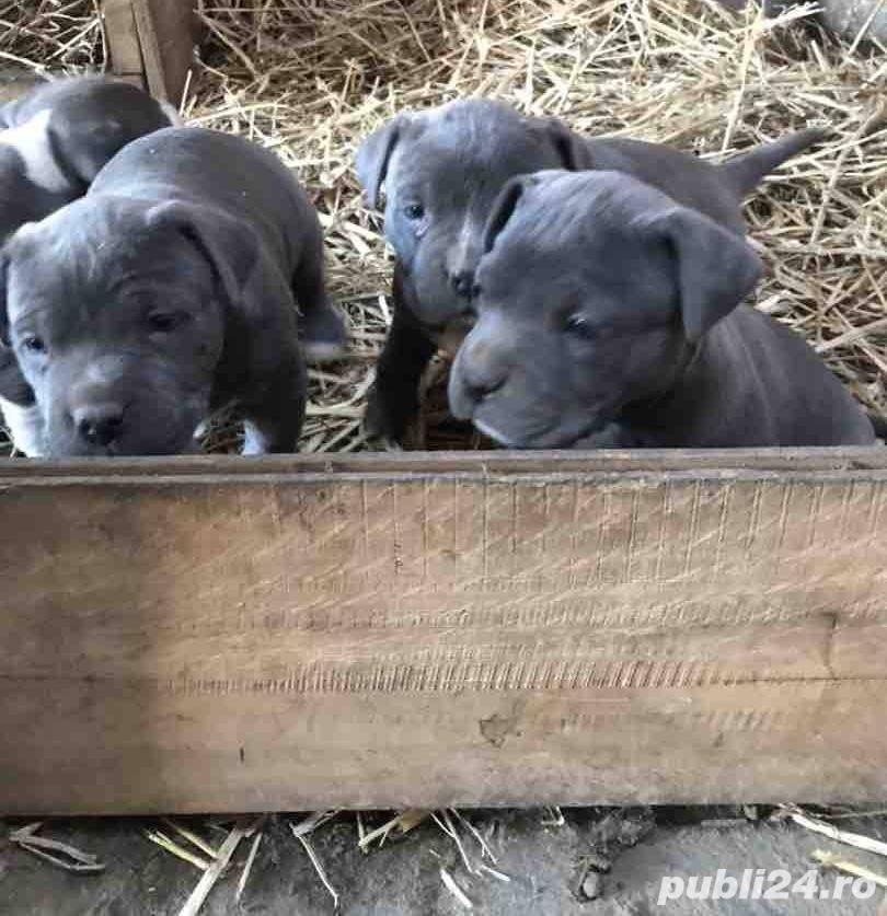 Pui de amstaff amstaf  blue gri albastru