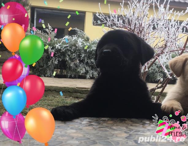 Pensiune câini de apartament