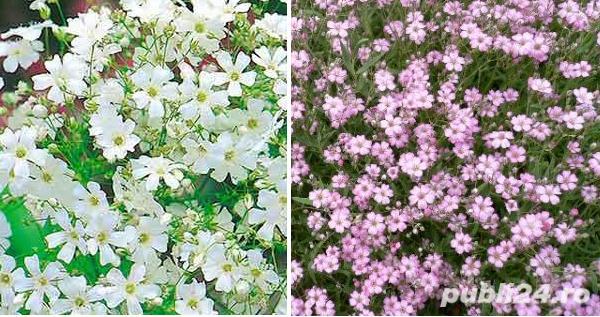 Seminte de Floarea miresei alba sau colorata/ 1gram seminte = 10lei