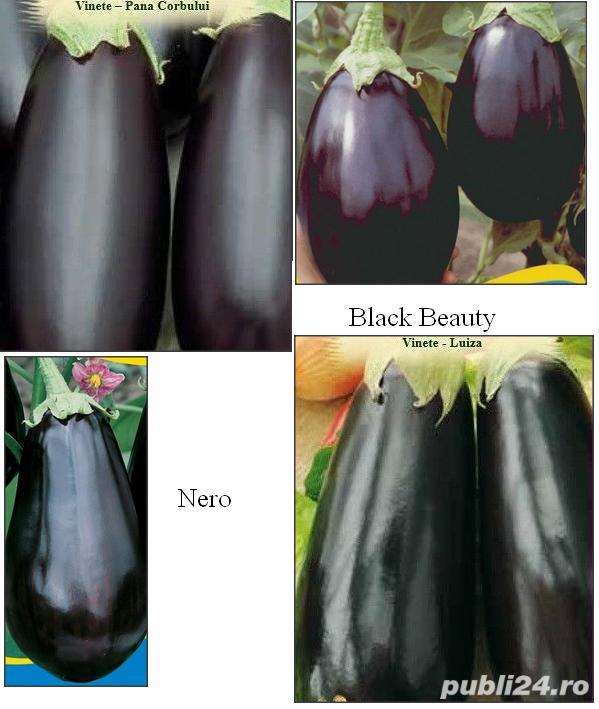 seminte de vinete Black Beauty, Pana Corbului, Nero, Luiza/oferta plic 1gram = 10lei