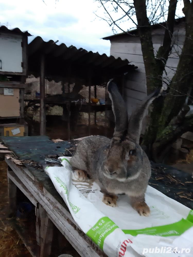 i tineret californian.urias gri german lunie f buna