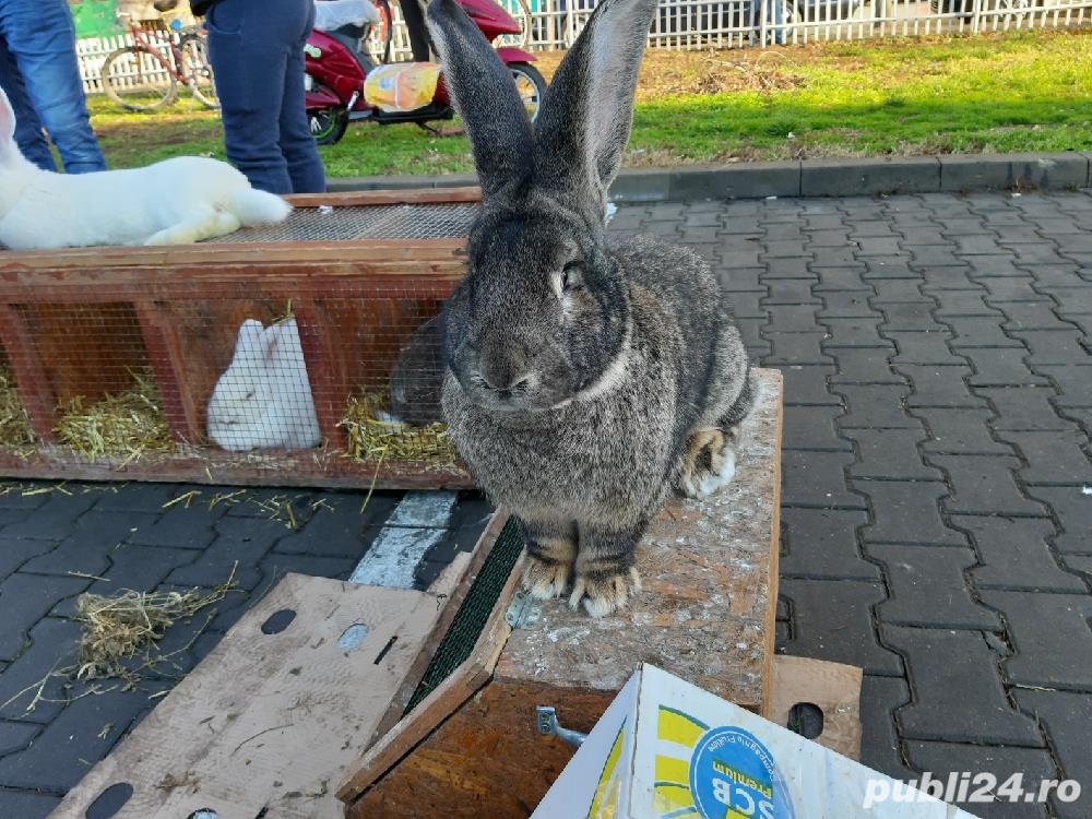 iepuri urias gri .californian si neozeelandez alb iepuri urias gri .californian si neozeelandez alb