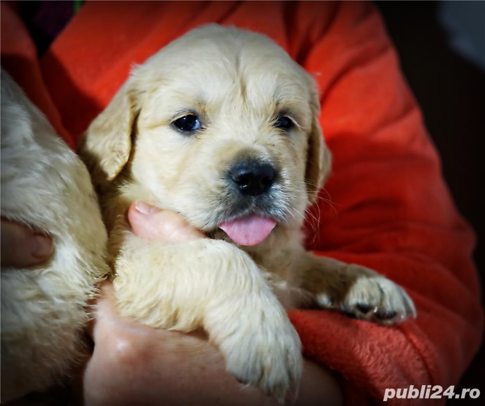 Pui golden retriever cu pedigree!(nu labrador,beagle,ciobanesc)
