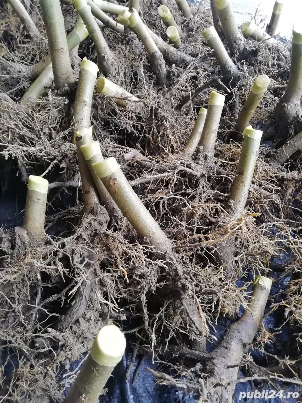 paulownia tomentosa hibrid