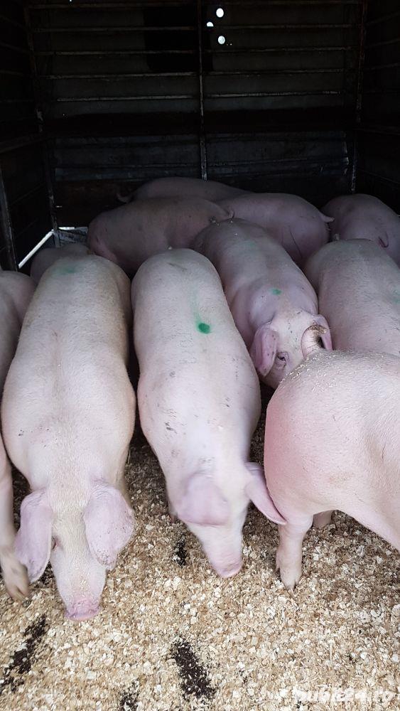 Vand porci asigurăm transport Vand porci asigurăm transport