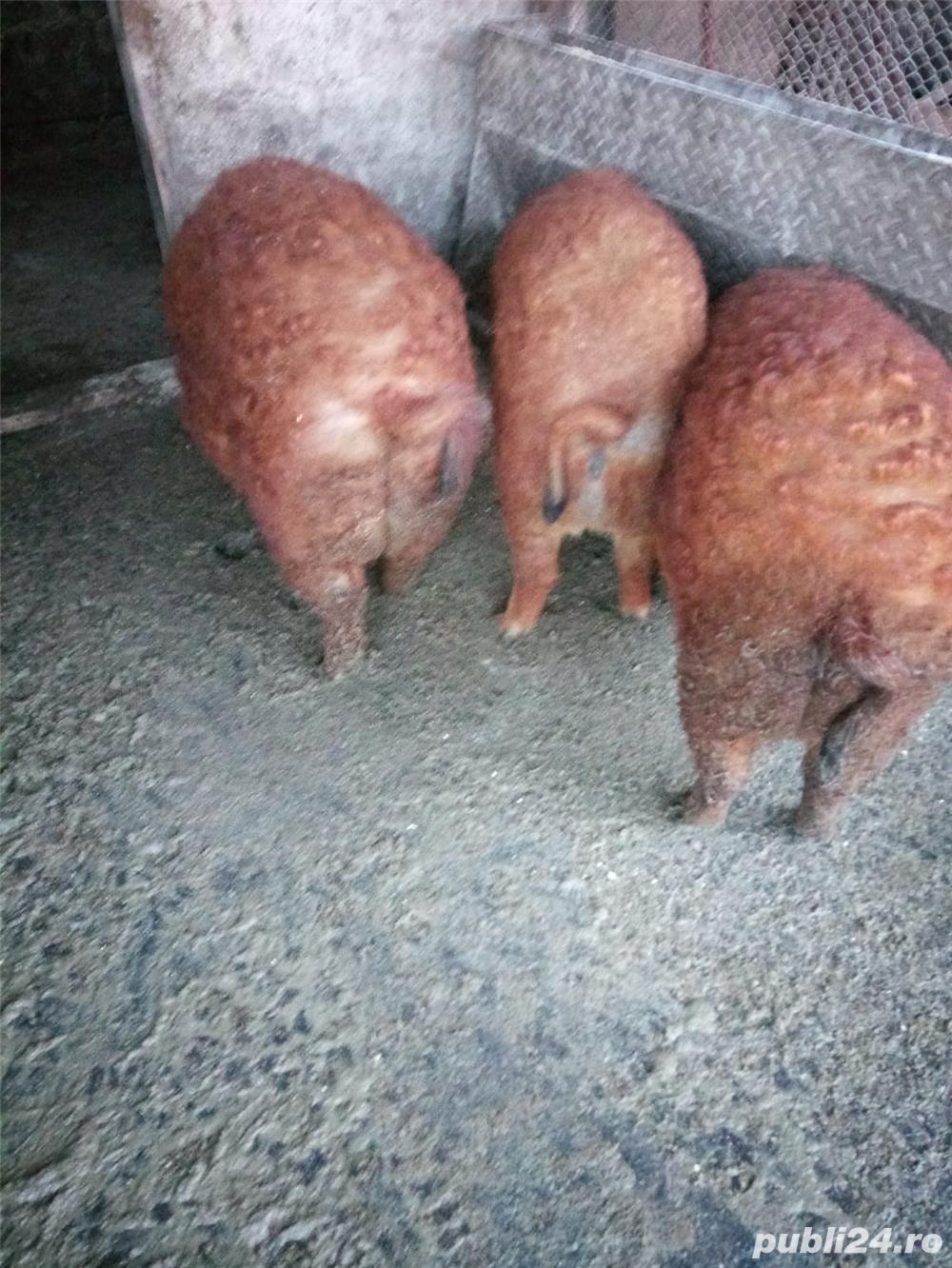 Porci mangalita Porci mangalita