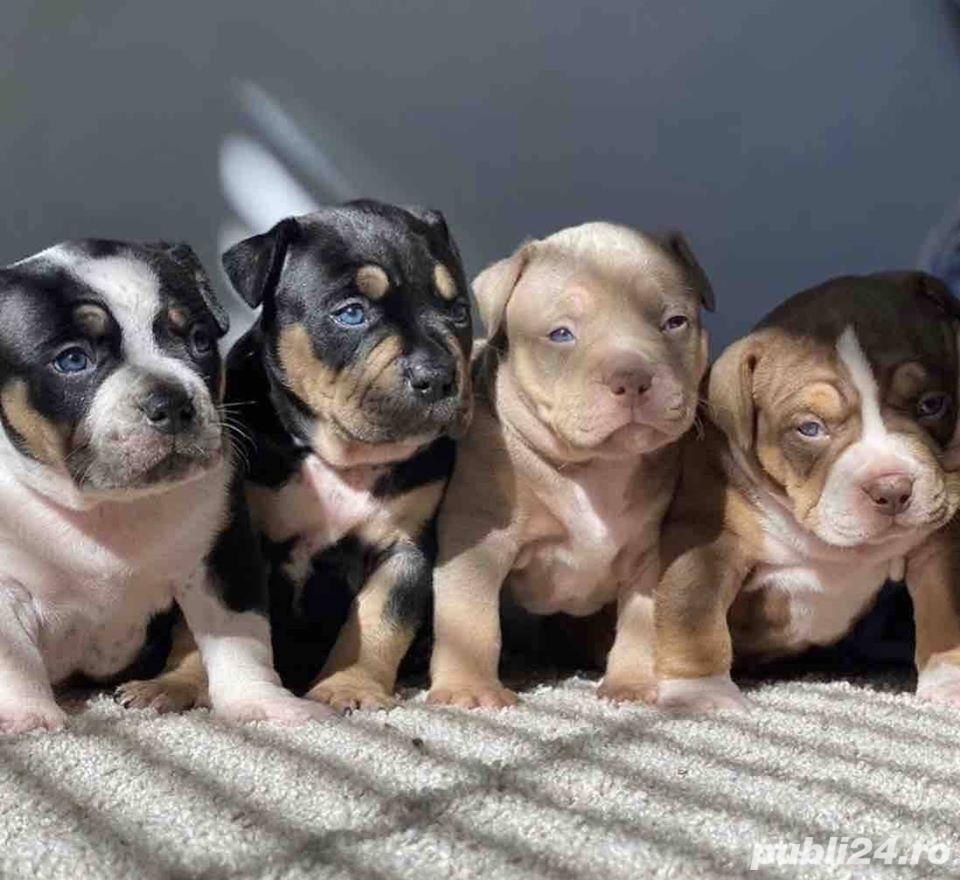 Pui de american bully Pui de american bully