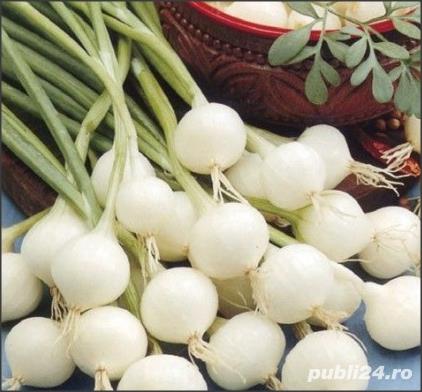 Seminte de Ceapa (esalota) Barletta - plic 2gr