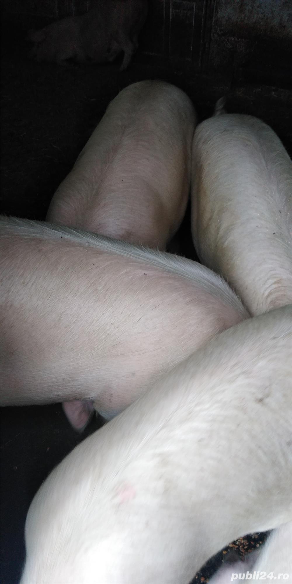 Vând porci frumosi Vând porci frumosi