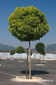 ROBINIA UMBRACULIFERA (salcam globular), h=  3 m