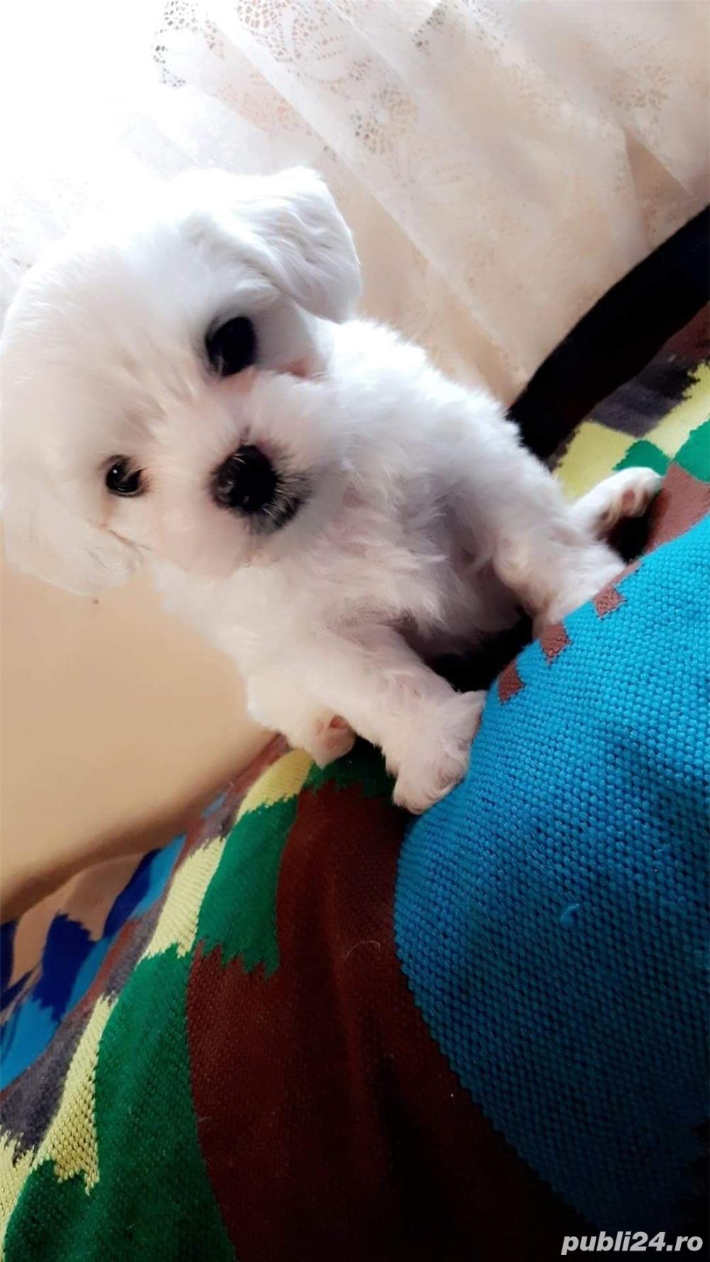 Vand bichon maltez Vand bichon maltez