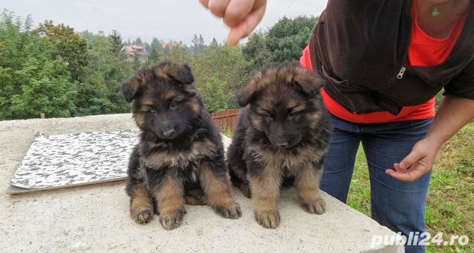 Pui ciobanesc german