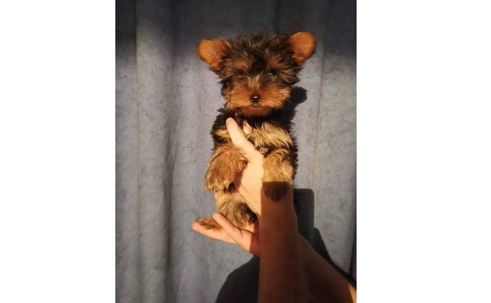 Pui yorki yorkie yorkshire terrier Pui yorki yorkie yorkshire terrier