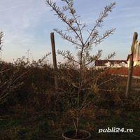 vand arbusti catina alba pe rod