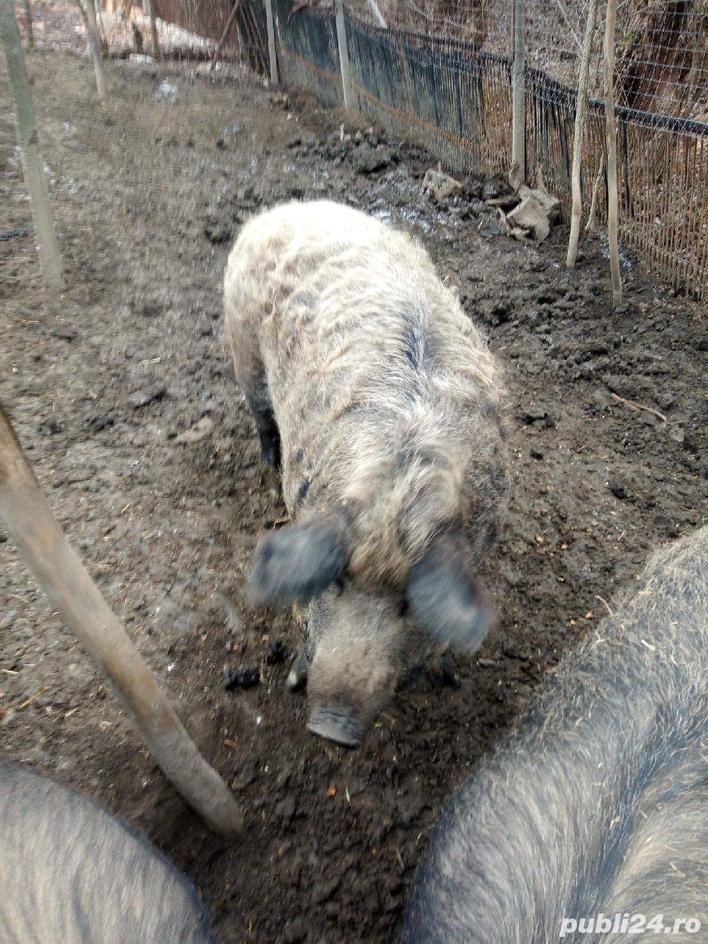 Porci mangalita Porci mangalita