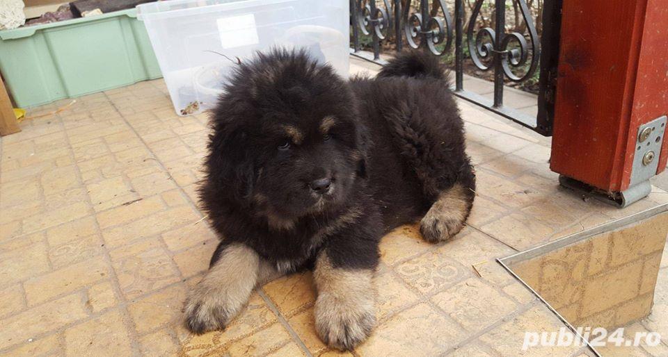 Pui de mastiff mastif tibetan Pui de mastiff mastif tibetan