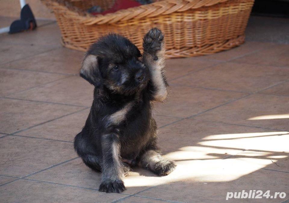Pui de schnauzer urias Pui de schnauzer urias