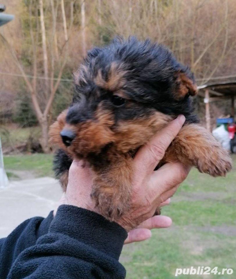 Pui welsh terrier Pui welsh terrier
