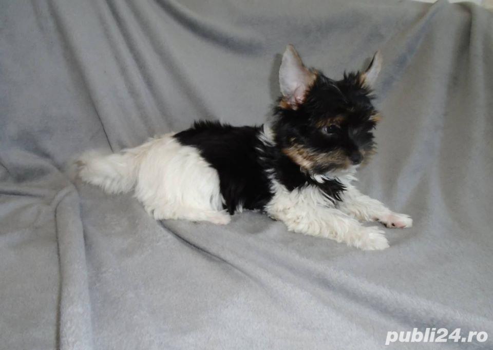 Pui yorkshire yorkie yorki terrier biewer Pui yorkshire yorkie yorki terrier biewer