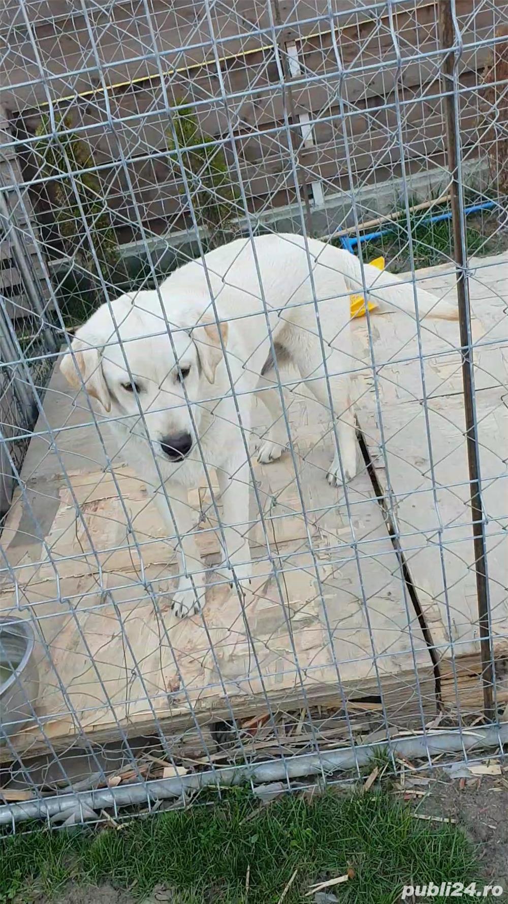 Vand Labrador Retriever Vand Labrador Retriever