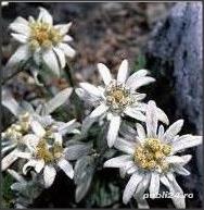 10 ghivece flori de colt - oferta decembrie