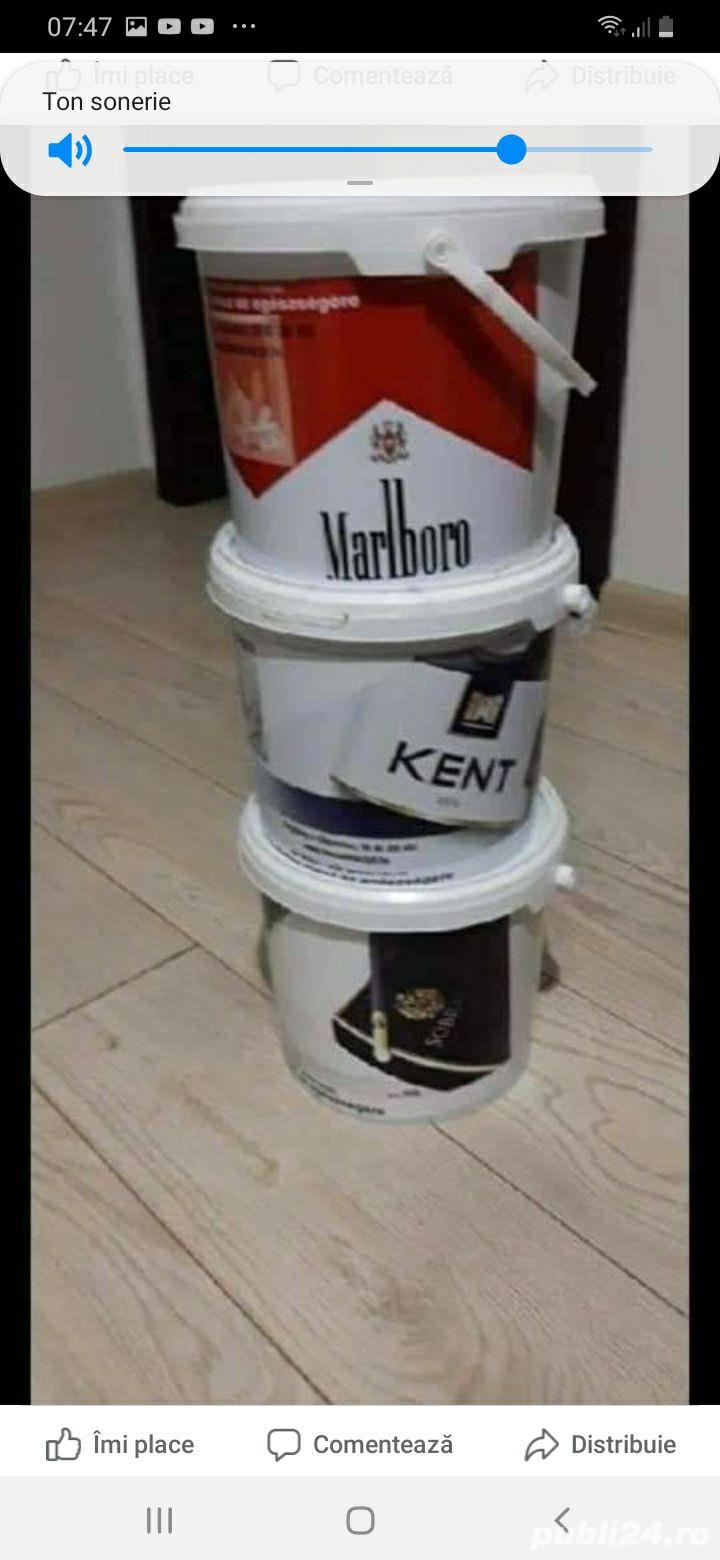 tutun belgia tutun belgia