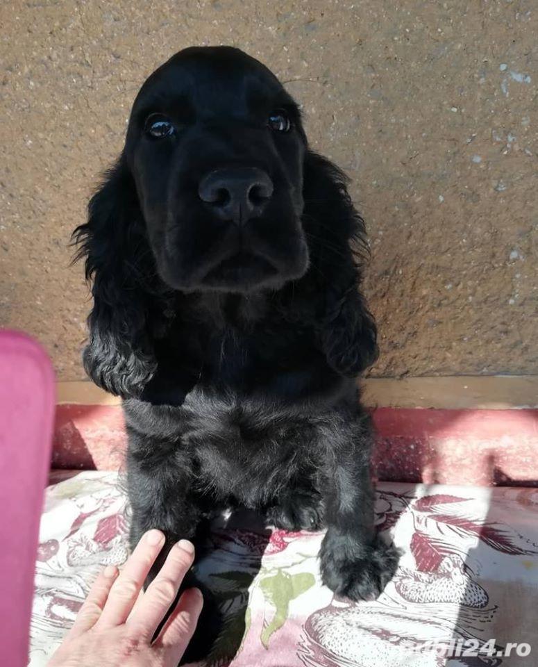 Vand cocker coker negru Vand cocker coker negru