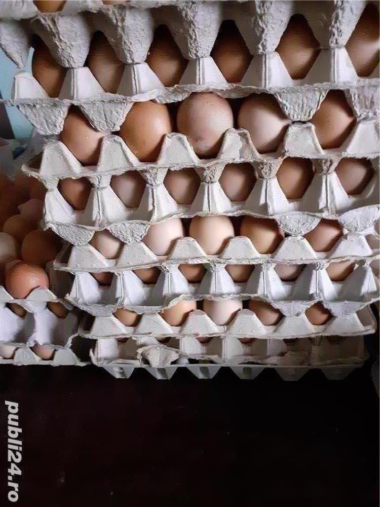 Oua de gaina Oua de gaina