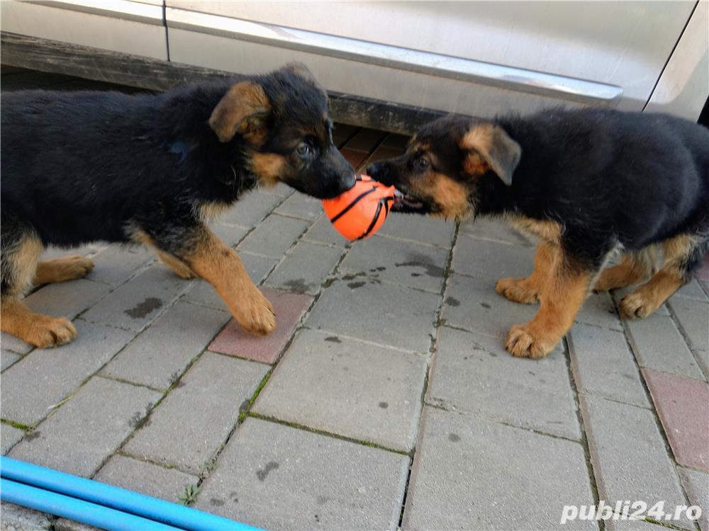 Canisa Casa Vlad vinde pui de ciobanesc german nascuti in 05.10.2019.Cu pedigri!!! Canisa Casa Vlad vinde pui de ciobanesc german nascuti in 05.10.2019.Cu pedigri!!!