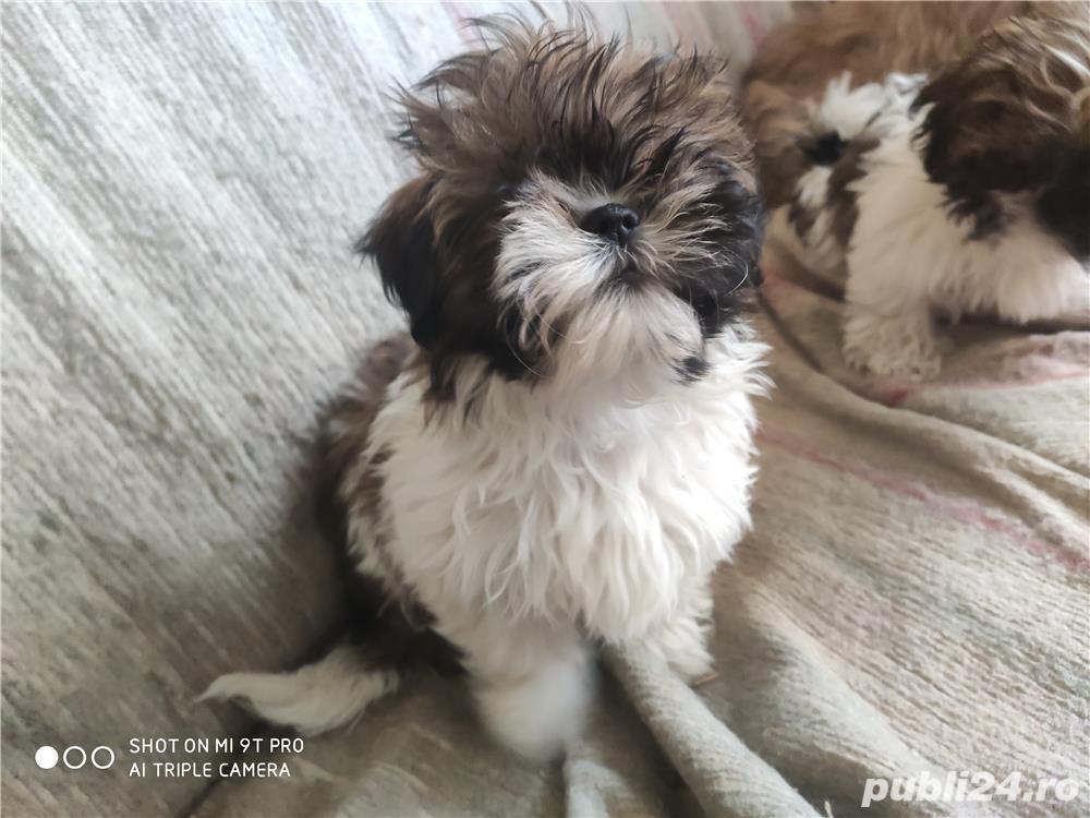 Shih Tzu Shih Tzu
