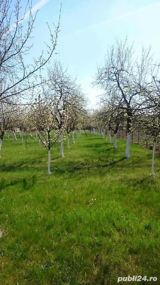 Pălincă de prune 52 grade și Țuică de prune 32 grade