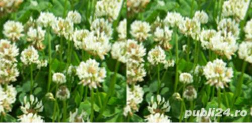 Samanta certificata trifoi alb furajer