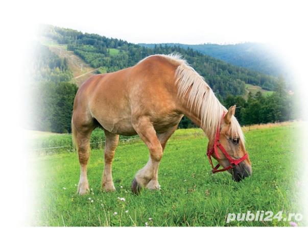 Amestec seminte pasuni pentru cai