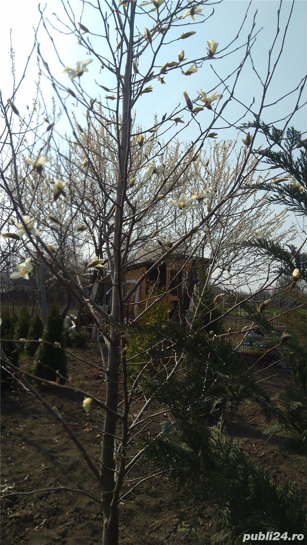 Vind mesteceni,platani,tei, salcie ,frasin ,stejar roșu