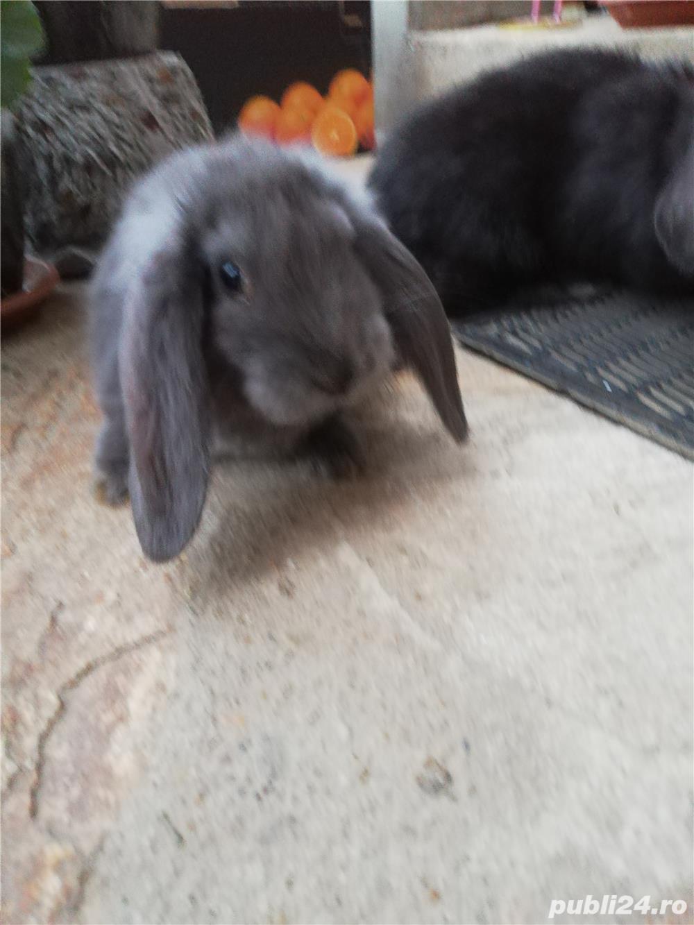 Pui de berbec german 