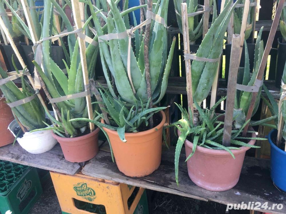 Aloe vera Barbadensis Miller