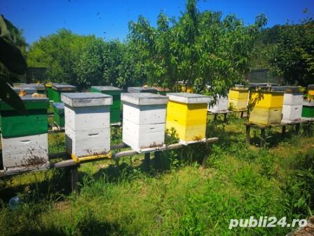 Miere de albine 100% naturala - 30 lei/ kg