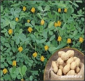 10 Seminte de Alune de pamant With Shel- Arachis hypogaea -oferte:50alune=30lei, 100alune = 50lei