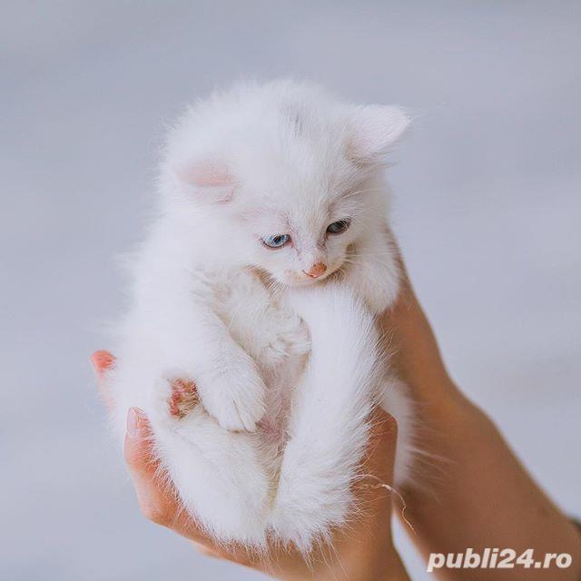 Angora Turceasca  Alba