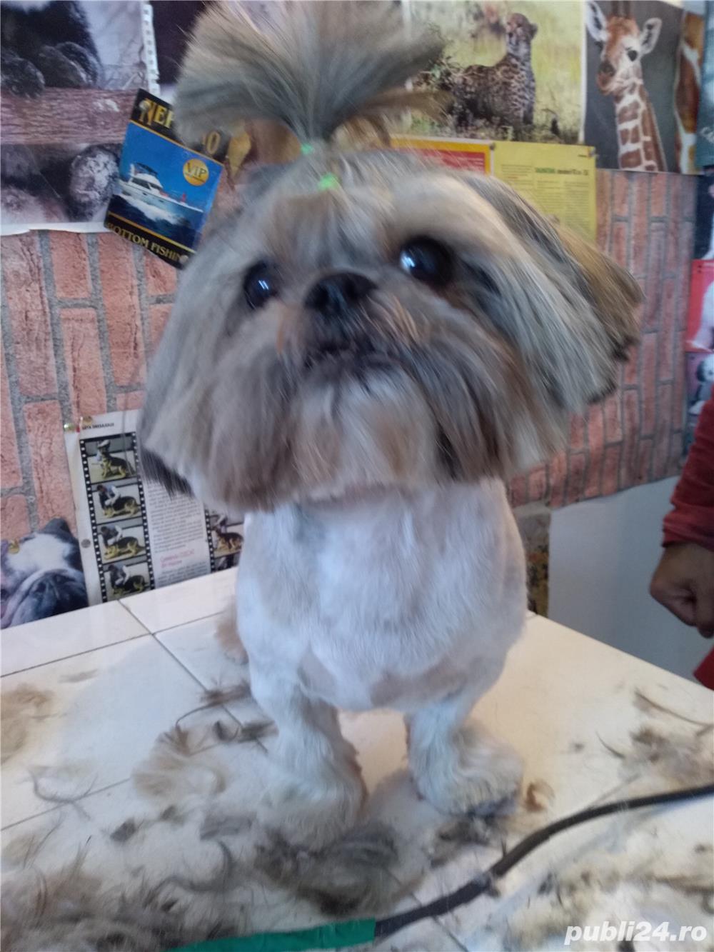 Frizerie și cosmetica felina și canina Frizerie și cosmetica felina și canina