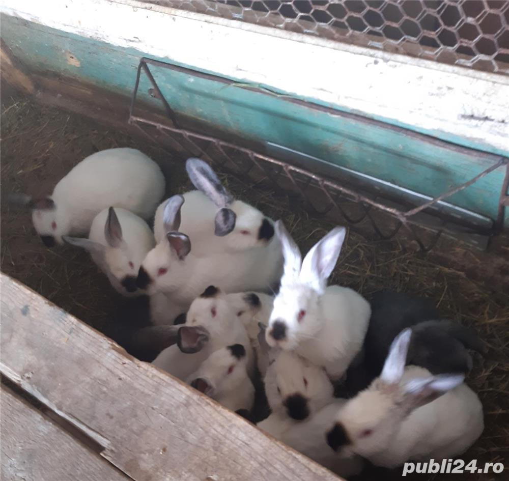 Pui de california /californian 