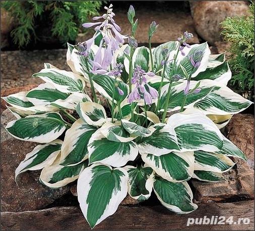 hosta Patriot - crin de umbra